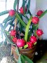 Питая(драконов плод), снимка 1 - Стайни растения - 39826914