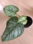 Monstera Aurea, philodendron Florida Beauty, Sodiroi, Cream Splash, Epipremnum Baltic Blue , снимка 6
