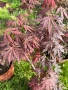 🌿💞🌱 Японски клен ‘Atropurpureum’ (Acer palmatum Atropurpureum), снимка 5