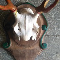 Еленови рога с череп, снимка 3 - Колекции - 42075467