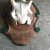Еленови рога с череп, снимка 7 - Колекции - 42075467