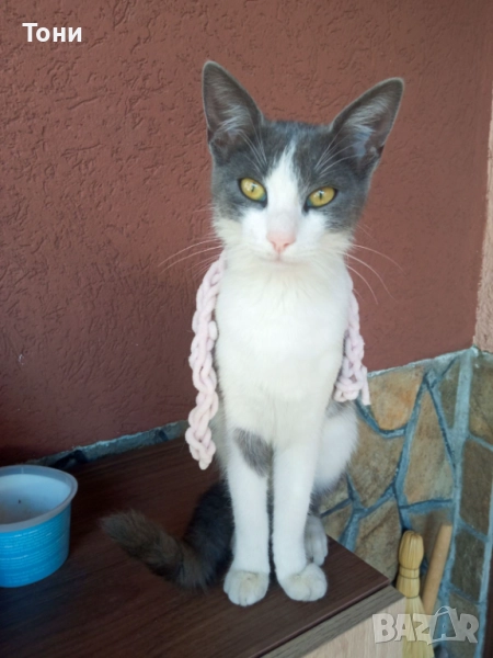 Търси дом, снимка 1