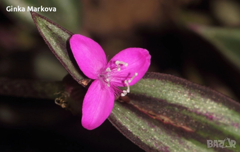 Традисканция Зебрина - 1,99лв., снимка 1