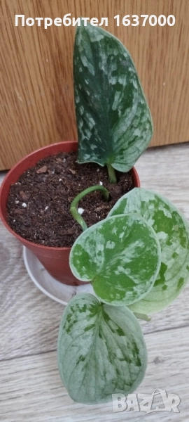 Сциндапсус Silver Anne , снимка 1