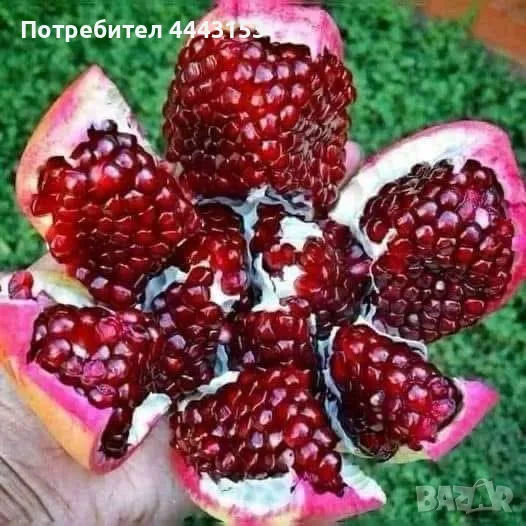 Нар разсад , снимка 1