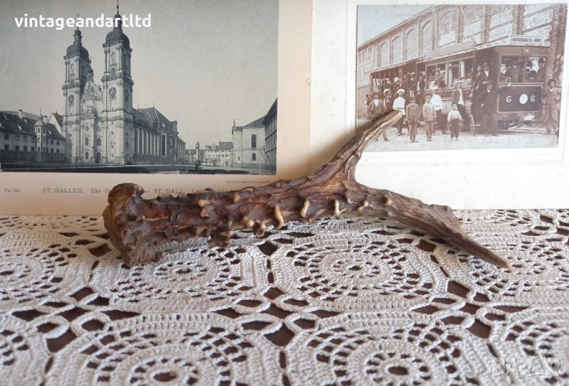 Рог от сръндак, благороден елен, заготовка за нож, снимка 1