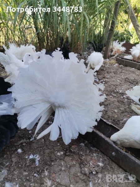 Фенерлии , снимка 1