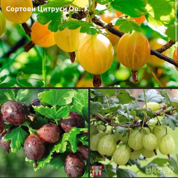 Цариградско Грозде Червено Жълто Зелено, снимка 1