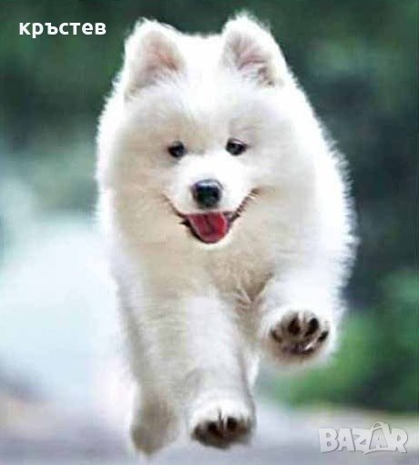 Диамантен гоблен с куче 25см/25см, снимка 1