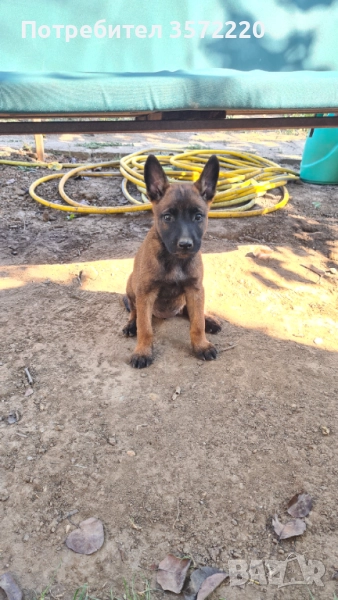 Белгийска овчарка/Малиноа/, снимка 1