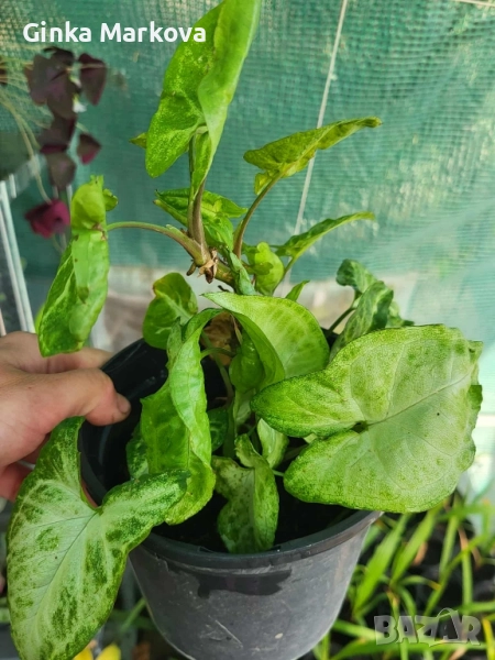 Сингониум - Сингониум - 
Малък -4,99лв.
Голям - 6,99лв., снимка 1