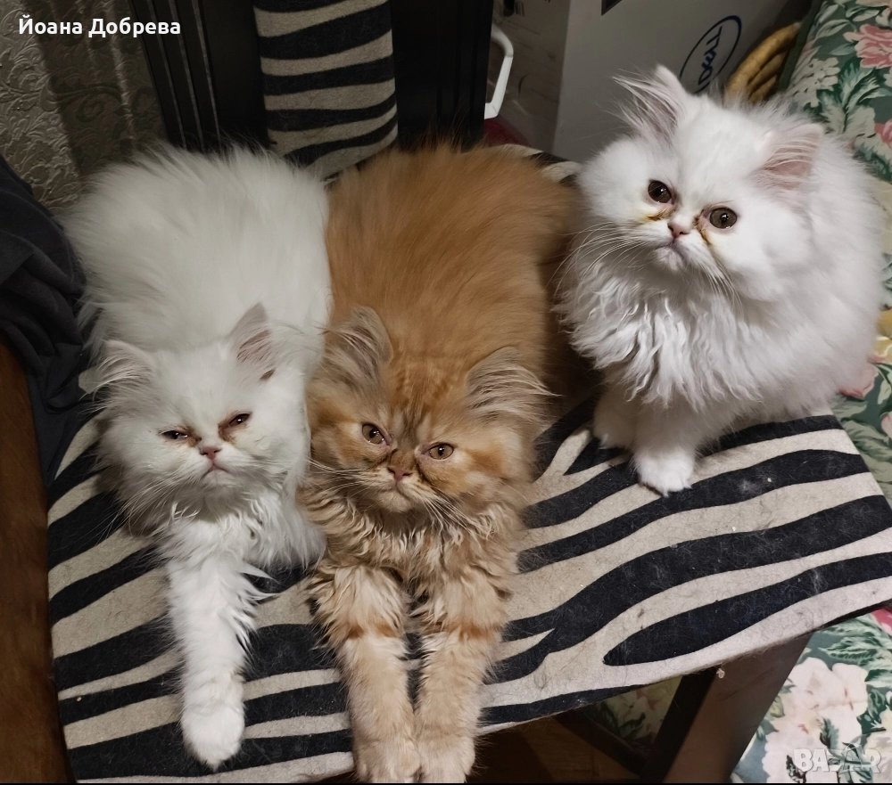 Породисти пухкави персийски котета, снимка 1