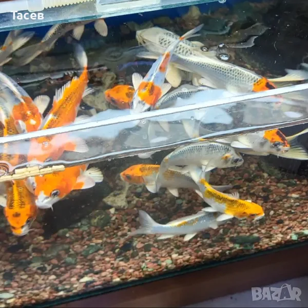 Кои 17-22см, снимка 1