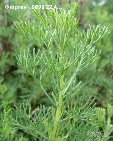 Храстовиден пелин (Artemisia abrotanum) - Лечебен, снимка 1