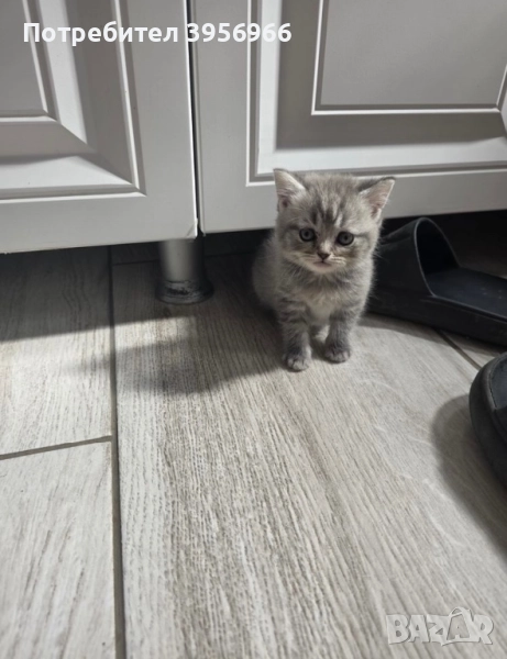 Британче клепоуха, снимка 1