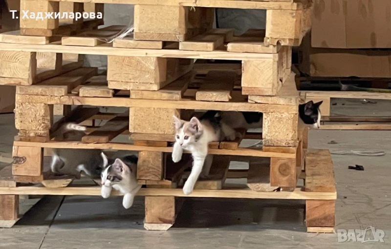 Подарявам коте , котенца , снимка 1