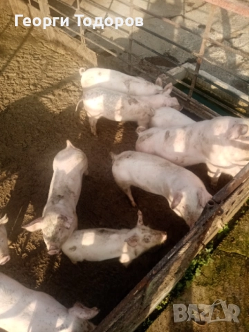 Малки прасенца , снимка 3 - Прасета - 52775067