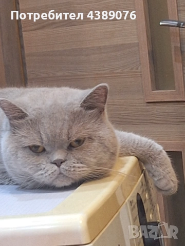 Чистокръвен лилав британец за разплод., снимка 4 - Британска късокосместа - 53074578