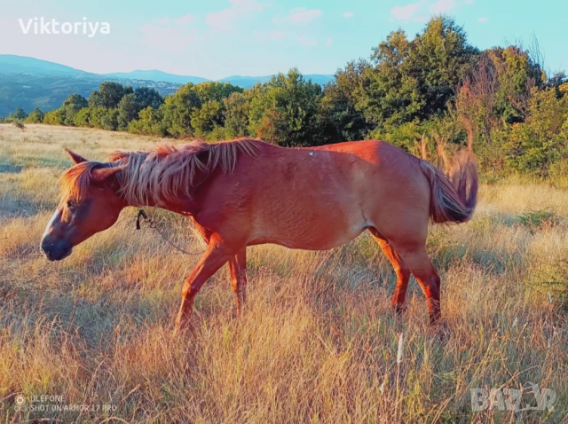 Селскостопански животни, кончета, снимка 11 - Коне - 50977814