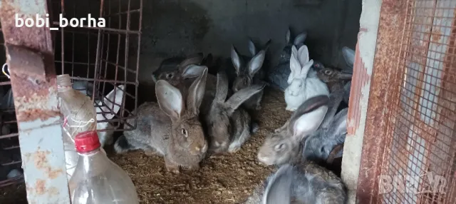 Зайци, снимка 3 - Други - 49785011