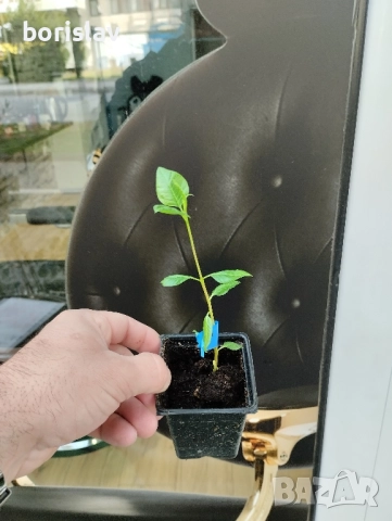 Дръвче Шам Фъстък, снимка 2 - Градински цветя и растения - 42389787