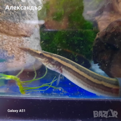 macrognathus aral, снимка 8 - Рибки - 52063872