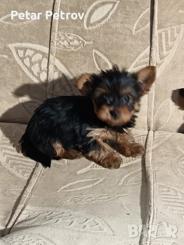 Йоркширски териер , снимка 8 - Йоркширски териер - 52983966