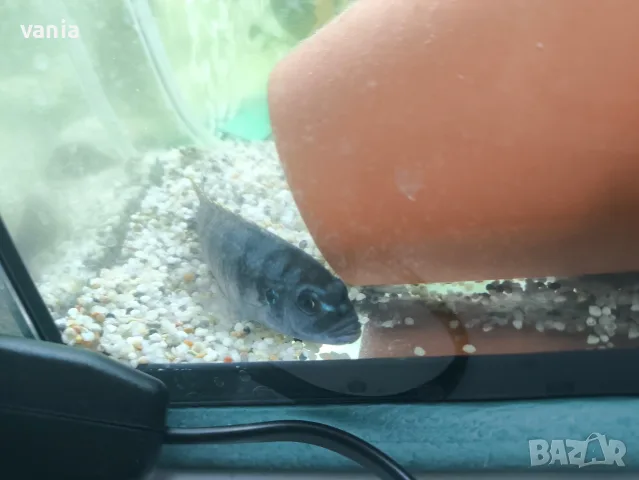 африкански цихлиди, снимка 2 - Рибки - 56341577