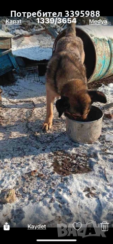 Подаряваме куче, снимка 12 - Изгубени/намерени - 52381561