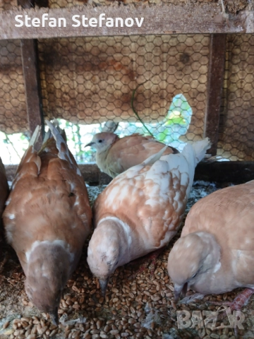 Продавам гургулици скумрийки ( скумурутки ), снимка 2 - други­ - 51890873