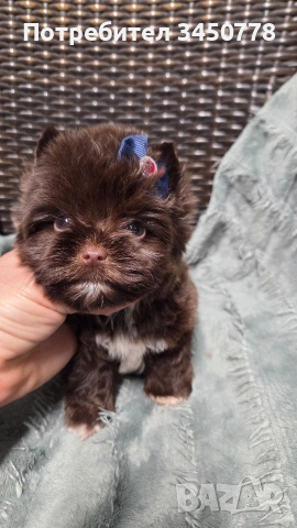 Мини шоколадов йорк момче, снимка 4 - Йоркширски териер - 54310291