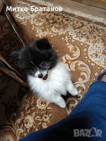 Продавам померани, снимка 6 - Померан - 52792953