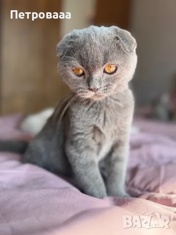 Шотландски котета , снимка 2 - Британска късокосместа - 56309300
