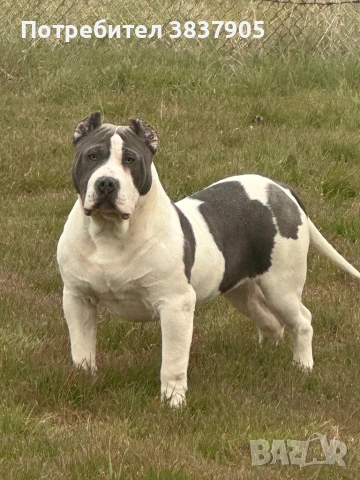 Американско були Хл 