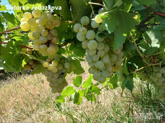 Мускат отонел с. Невестино, Карнобатско