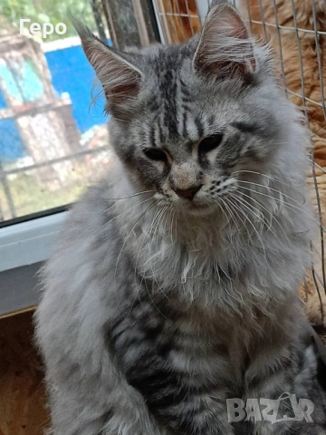 Мейн Кун , снимка 8 - Мейн кун - 52106190