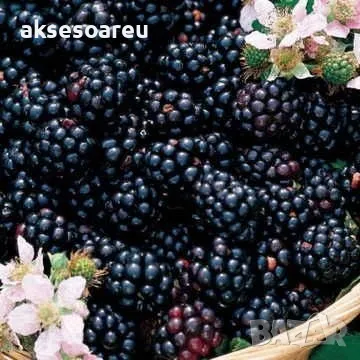 Нови 100 бр Висококачествени органични плодови семена от хранителна Къпина вкусни къпини антиоксидан, снимка 4 - Сортови семена и луковици - 50332727