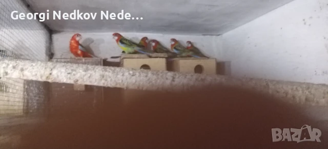 Продавам розели, снимка 4 - Папагали - 51389610