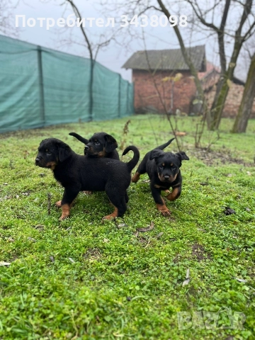 Ротвайлери ,след 2ра ваксина, снимка 3 - Ротвайлер - 52865622