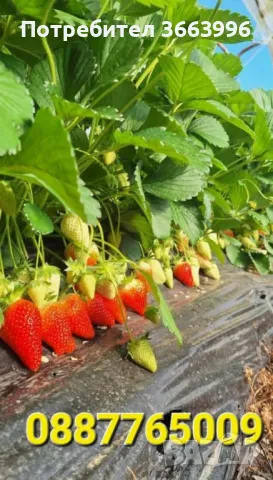 Продавам елитен разсад ягоди и малини , снимка 8 - Разсади - 39922116