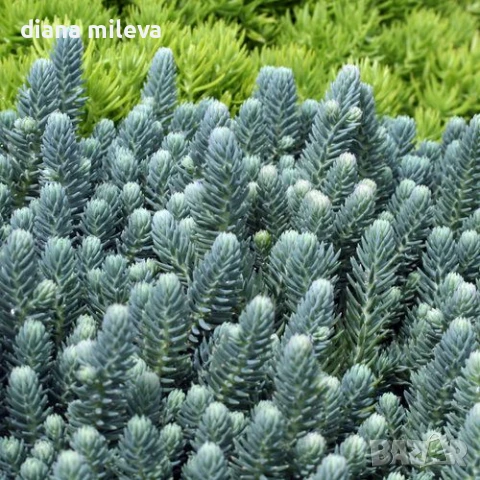 Седум „Син Смърч“, Sedum „Blue Spruce“, снимка 2 - Градински цветя и растения - 50843696