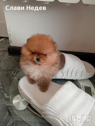 померанче мъжко мини , снимка 2 - Померан - 53081119