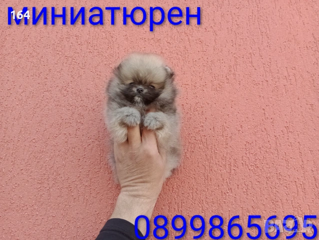 Мини Померан. Реални снимки от 17.03.26 г. Миниатюрно момче. , снимка 6 - Померан - 53911249