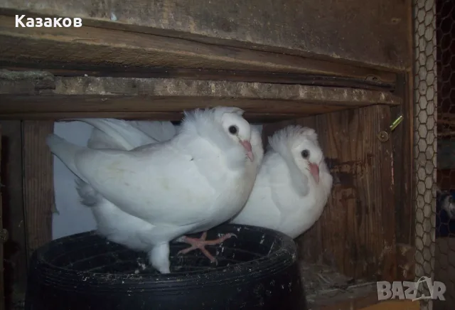 Продавам млади капуцини