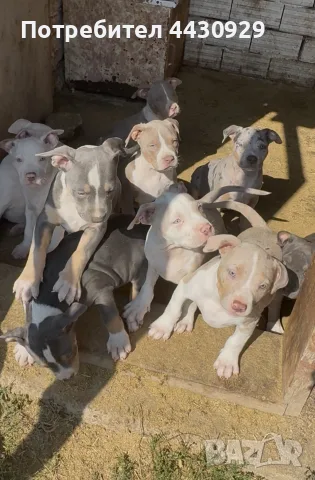 American Bully XL, снимка 6 - Американски стафордширски териер - 56317527