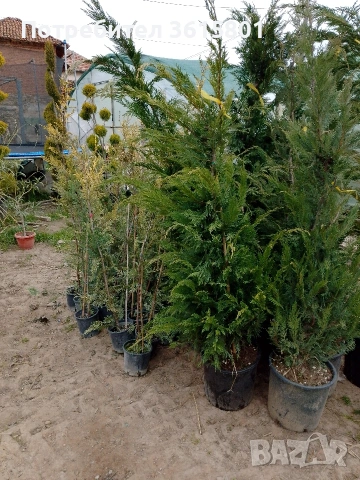 лавровишна , снимка 4 - Градински цветя и растения - 53971651