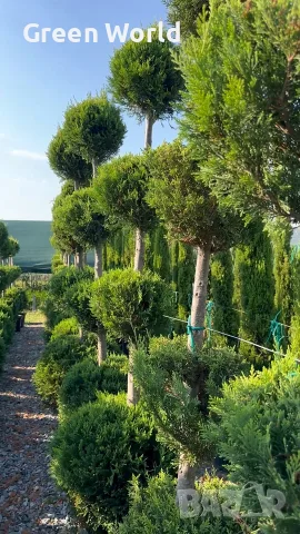  Лейландски кипарис топиари - 4 топки, над 2 м - 80 € 