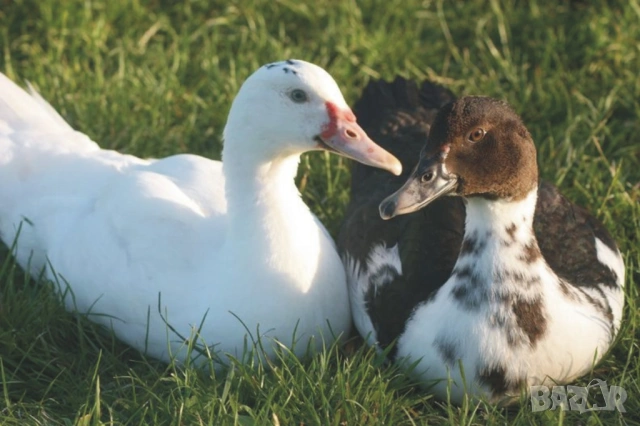 оплодени Яйца ЮРДЕЧКИ -ПАТИЦИ -ГЪСКИ -Разплодни яйца за люпене от Патки породата бяла Московска., снимка 11 - Кокошки и пуйки - 54196584