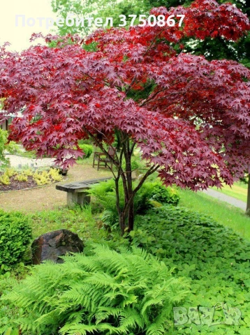 🌿💞🌱 Японски клен ‘Atropurpureum’ (Acer palmatum Atropurpureum), снимка 2 - Градински цветя и растения - 54261832