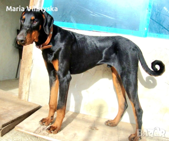 Добермани расови, снимка 6 - Доберман - 52905824